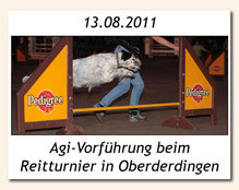 Agility-Vorführung in Oberderdingen am 16.08.2011